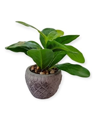 Maceta 15cm Ceramica C-planta Ra22949 Rey03