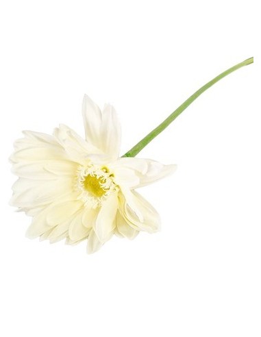 Vara 56cm Gerbera 03254 Cec03