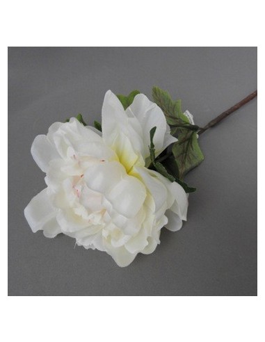 Vara 65cm Peonia C-pimpollo Lily31 Cz1 Gfl01