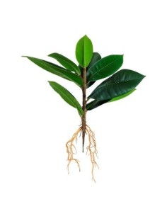 Planta 30cm 9 Hojas C-raiz Fa309 Jun02