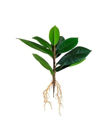 Planta 30cm 9 Hojas C-raiz Fa309 Jun02