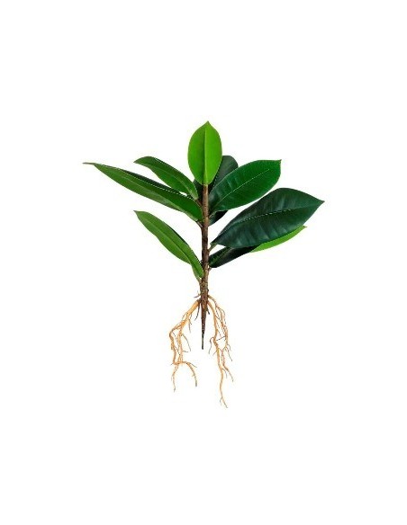 Planta 30cm 9 Hojas C-raiz Fa309 Jun02