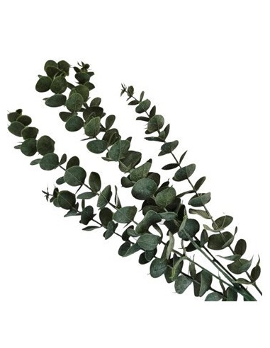 Vara 80cm Eucaliptus 25602134 Tal01