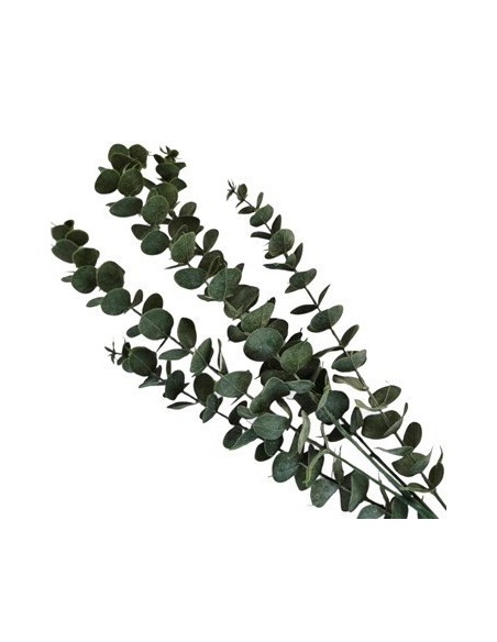 Vara 80cm Eucaliptus 25602134 Tal01