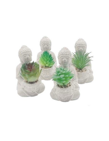 Suculenta En Maceta Buda 1203579 Man02