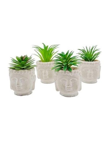 Suculenta En Maceta Mini Buda 1203580 Man02