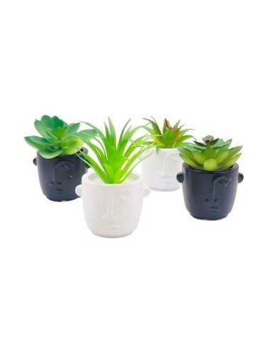 Suculenta En Maceta Mini Bco-ngro 1203590-1203589 Man02