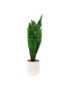 Maceta 5x36cm C-planta Lengua De Suegra Cr1 Gal01
