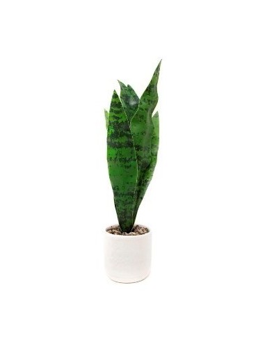 Maceta 5x36cm C-planta Lengua De Suegra Cr1 Gal01