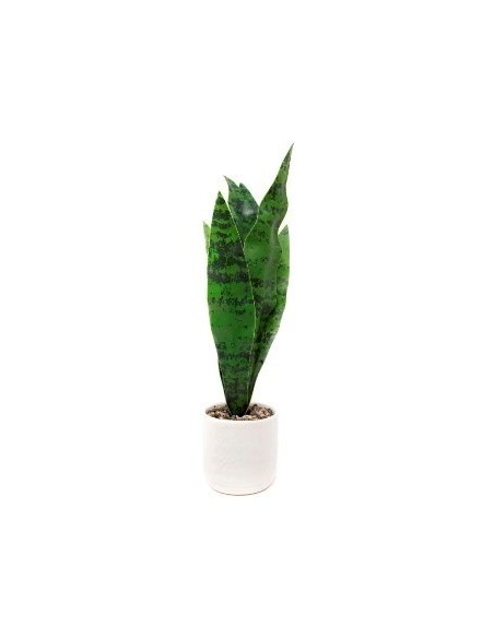Maceta 5x36cm C-planta Lengua De Suegra Cr1 Gal01