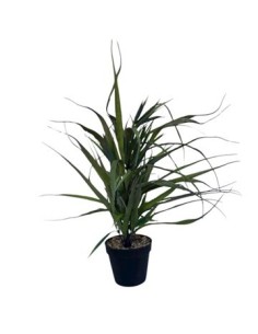 Planta Artificial C-maceta 12cm Rk2502063 Rec01