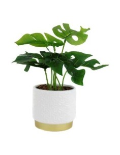 Maceta 10x25 C-planta Monstera Cr10 Gal01