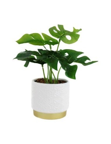 Maceta 10x25 C-planta Monstera Cr10 Gal01