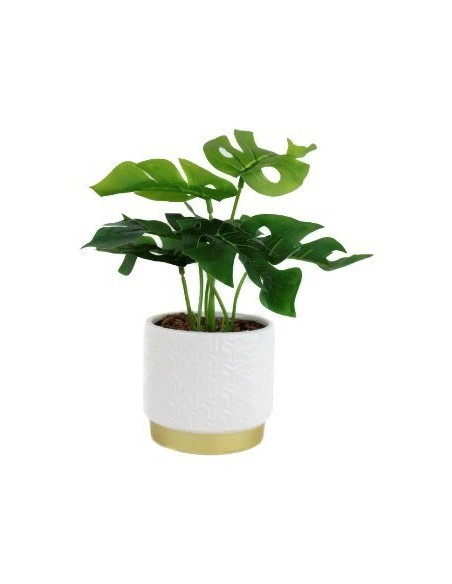 Maceta 10x25 C-planta Monstera Cr10 Gal01